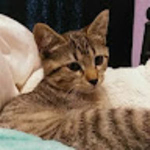 Meet your Posher, Abby howard